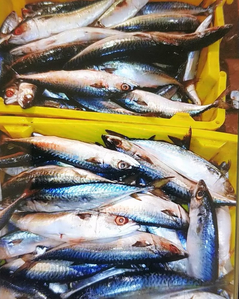 新鲜小青鱼沙丁鱼深海冷水鱼