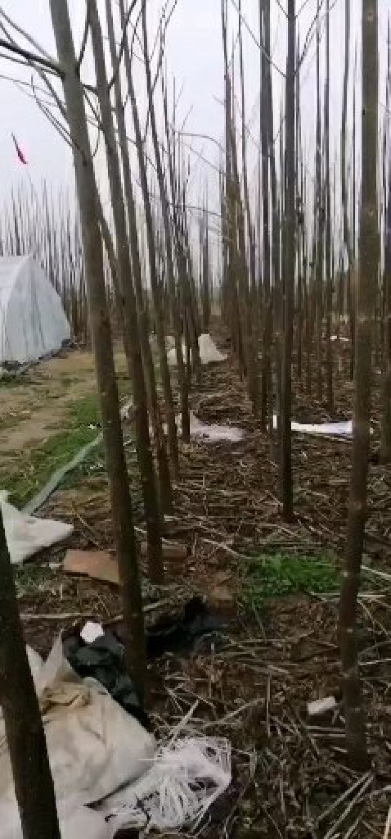 桐树苗