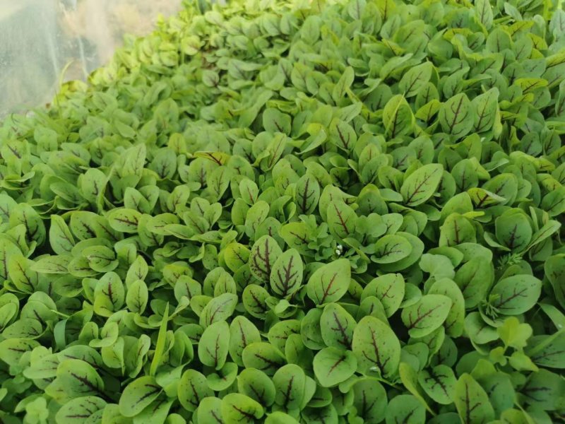 食用花草