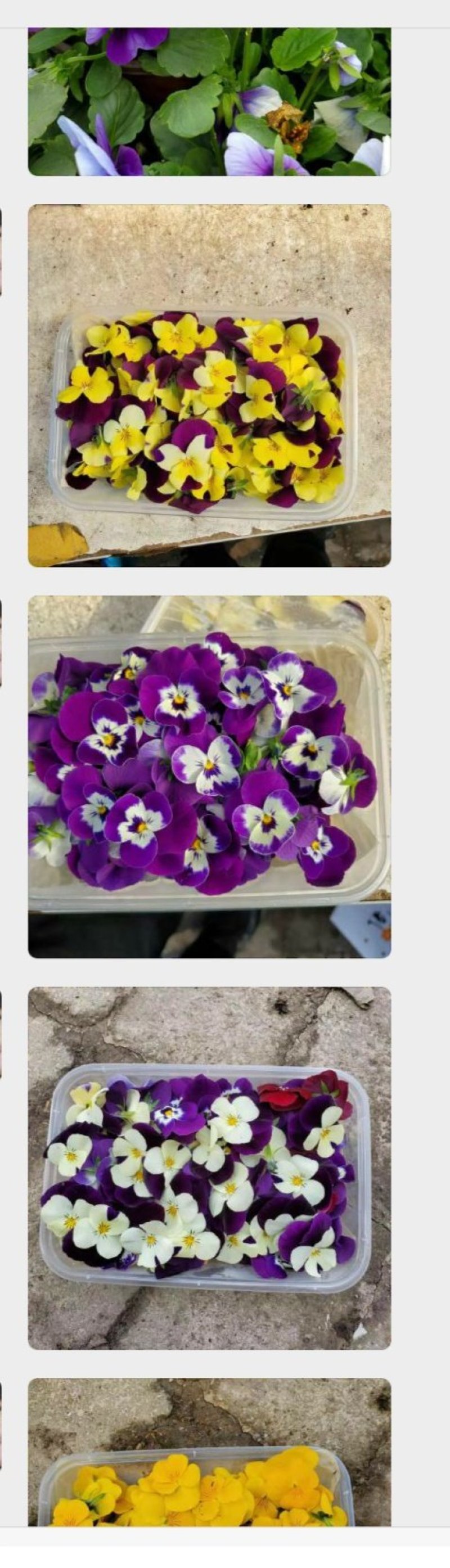 食用花草