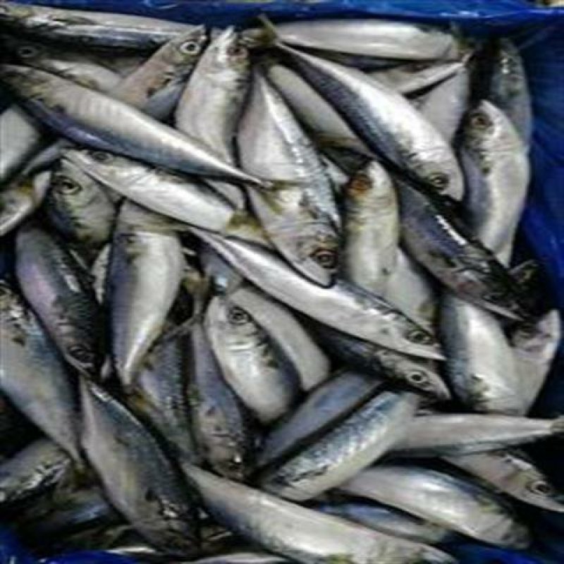 新鲜小青鱼沙丁鱼深海冷水鱼