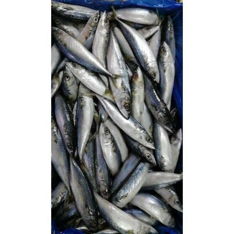 新鲜小青鱼沙丁鱼深海冷水鱼