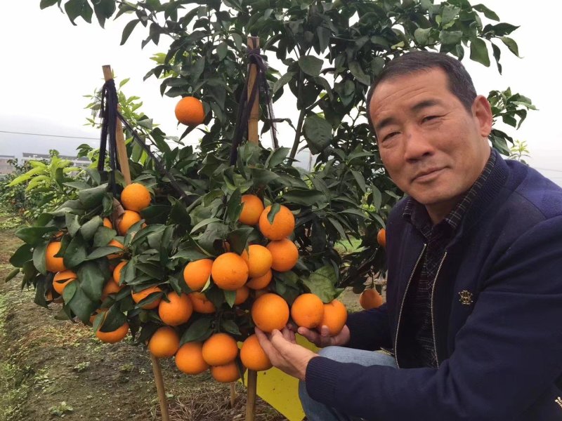 红美人28号柑桔苗红美人柑桔苗红美人28号嫁接苗