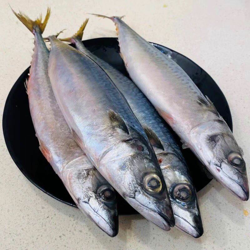 新鲜小青鱼沙丁鱼深海冷水鱼