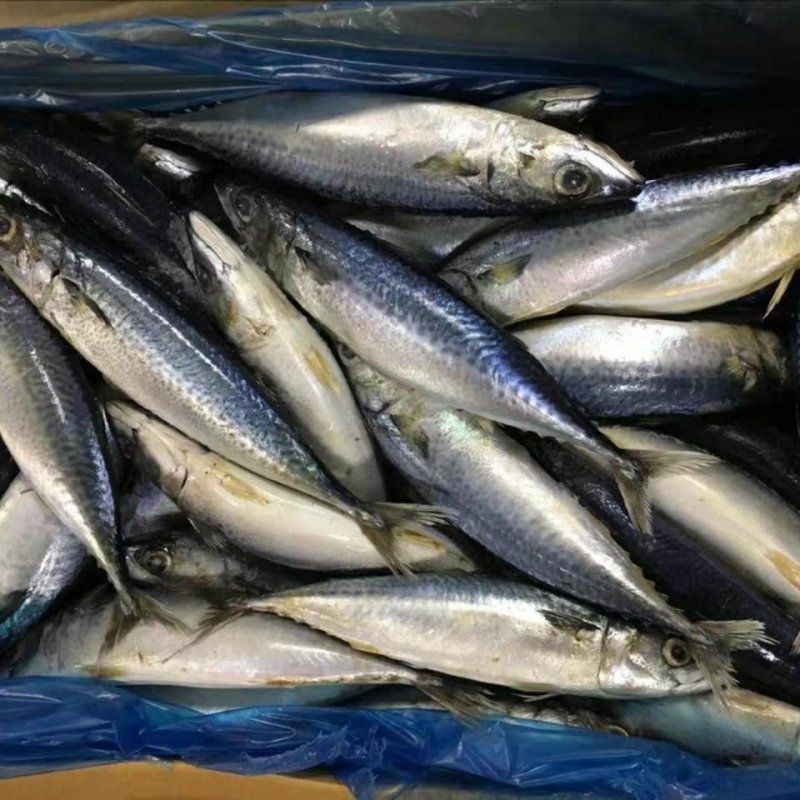 新鲜小青鱼沙丁鱼深海冷水鱼