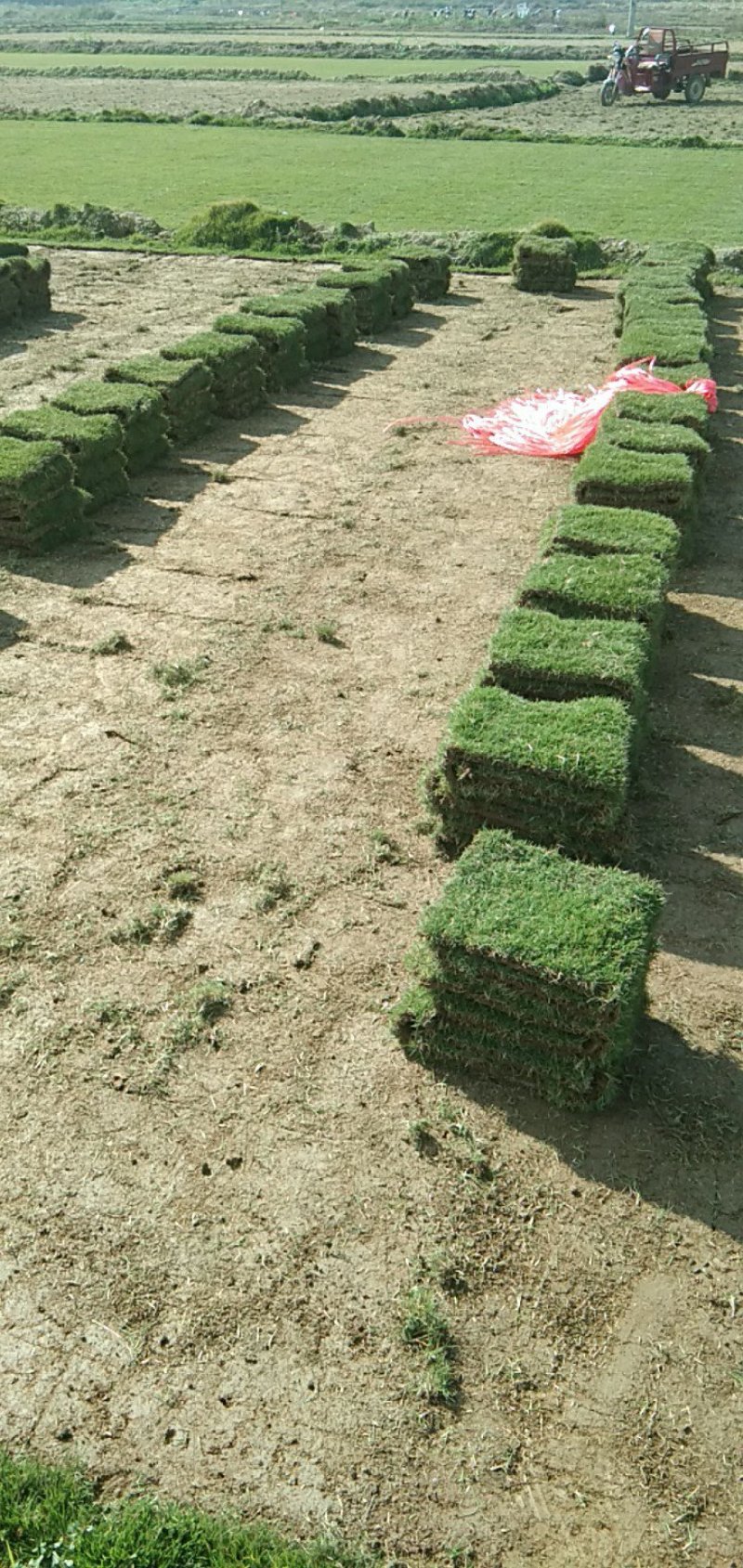 马尼垃草