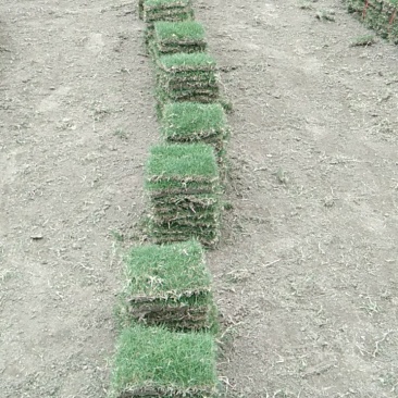 马尼垃草
