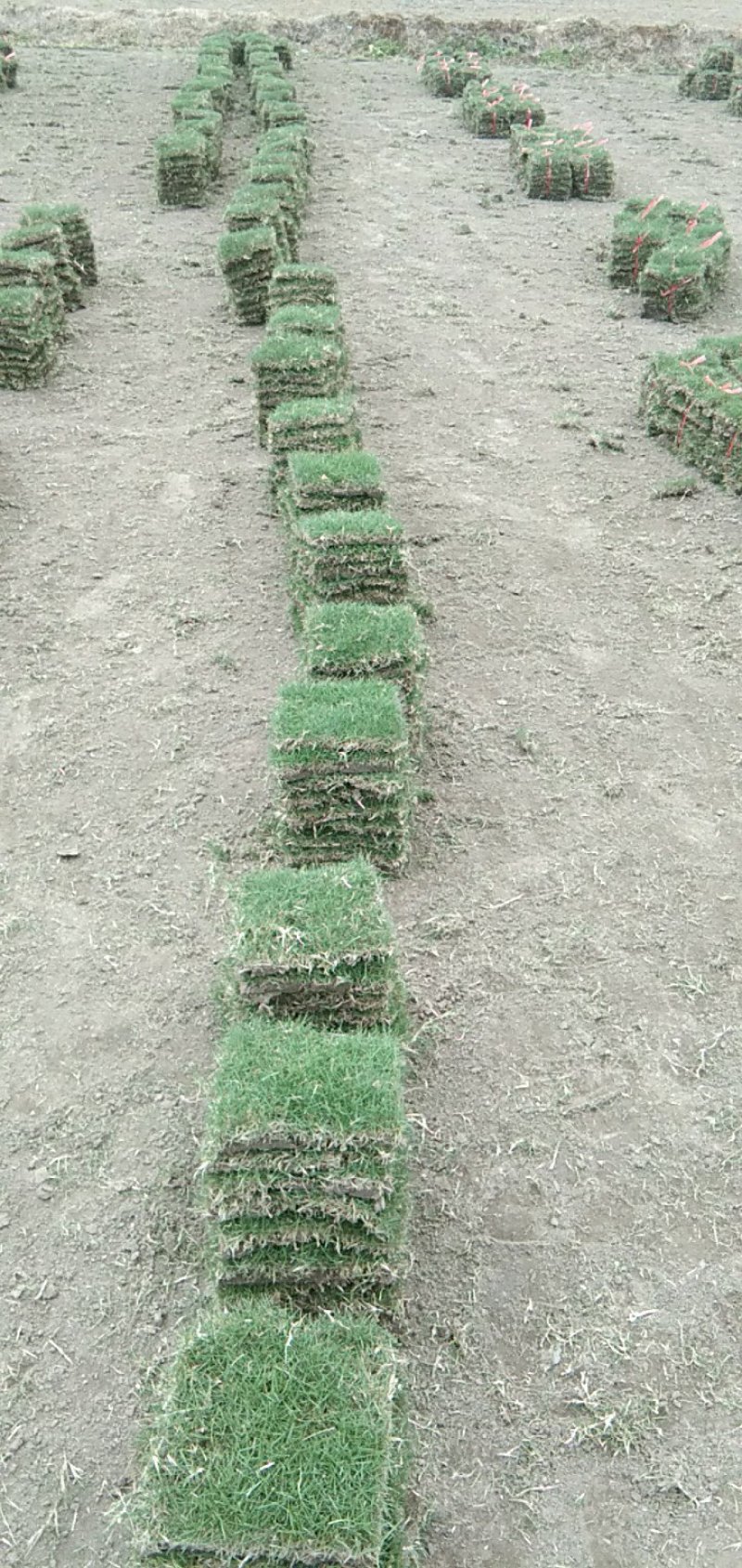 马尼垃草