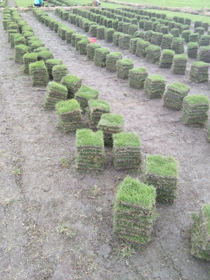 马尼垃草