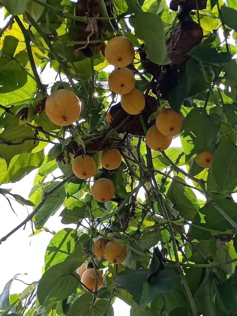 哥伦比亚黄金百香果苗百香果种苗哥伦比亚百香果苗