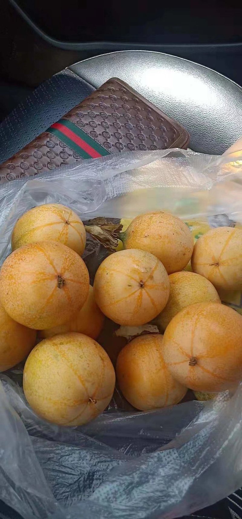 哥伦比亚黄金百香果苗百香果种苗哥伦比亚百香果苗