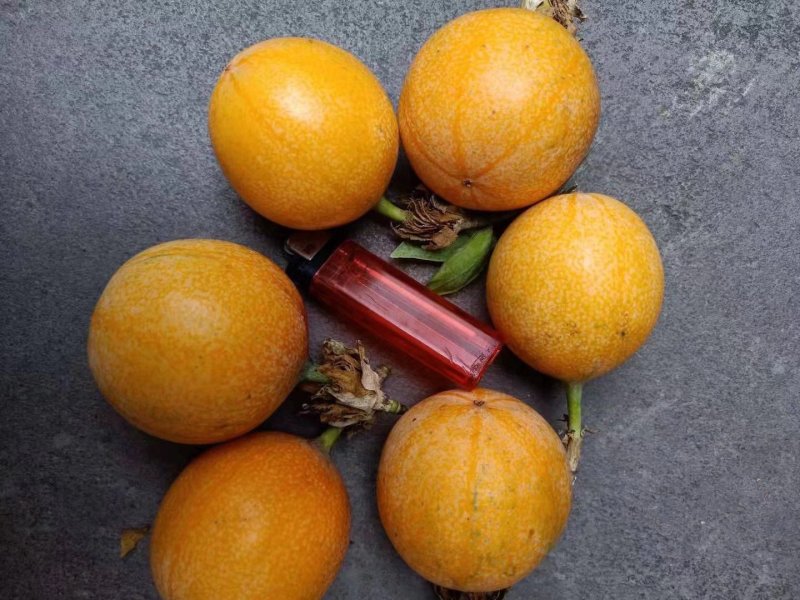 哥伦比亚黄金百香果苗百香果种苗哥伦比亚百香果苗
