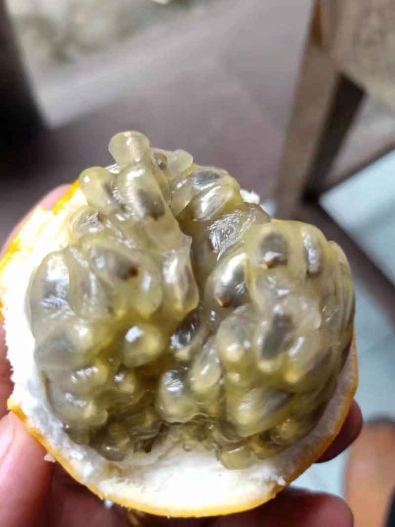 哥伦比亚黄金百香果苗百香果种苗哥伦比亚百香果苗