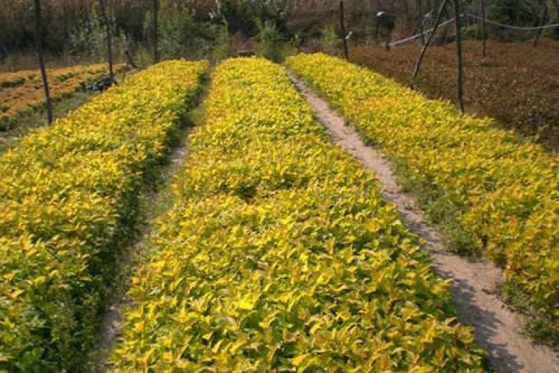 辽宁开原金叶风箱果小苗工程苗杯苗繁育基地规格齐全国发货