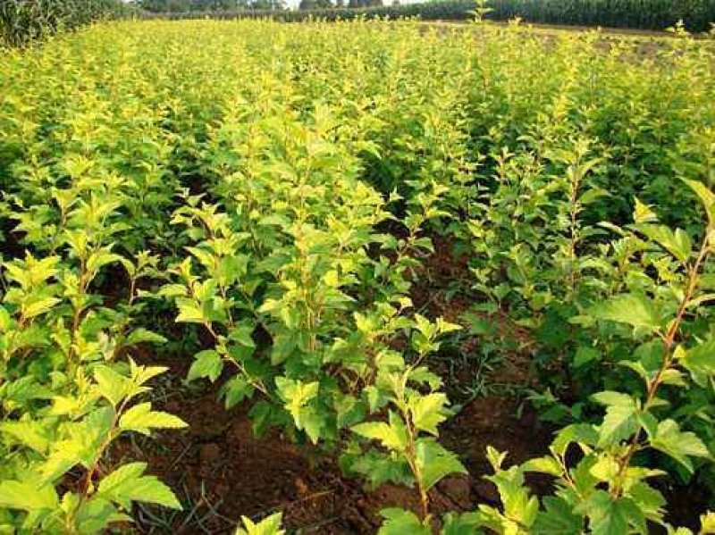 辽宁开原金叶风箱果小苗工程苗杯苗繁育基地规格齐全国发货