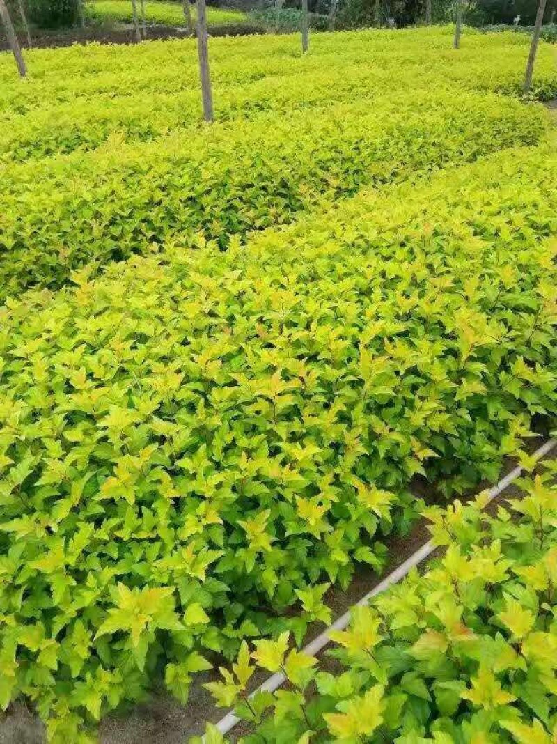辽宁开原金叶风箱果小苗工程苗杯苗繁育基地规格齐全国发货