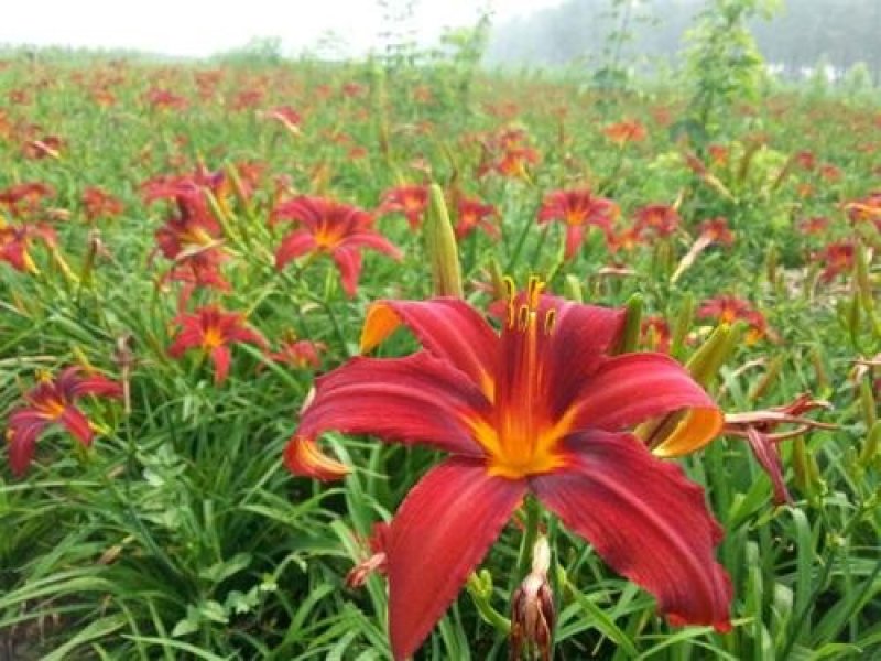 辽宁开原红宝石萱草小苗红百合红娃娃萱草杯苗繁育基地