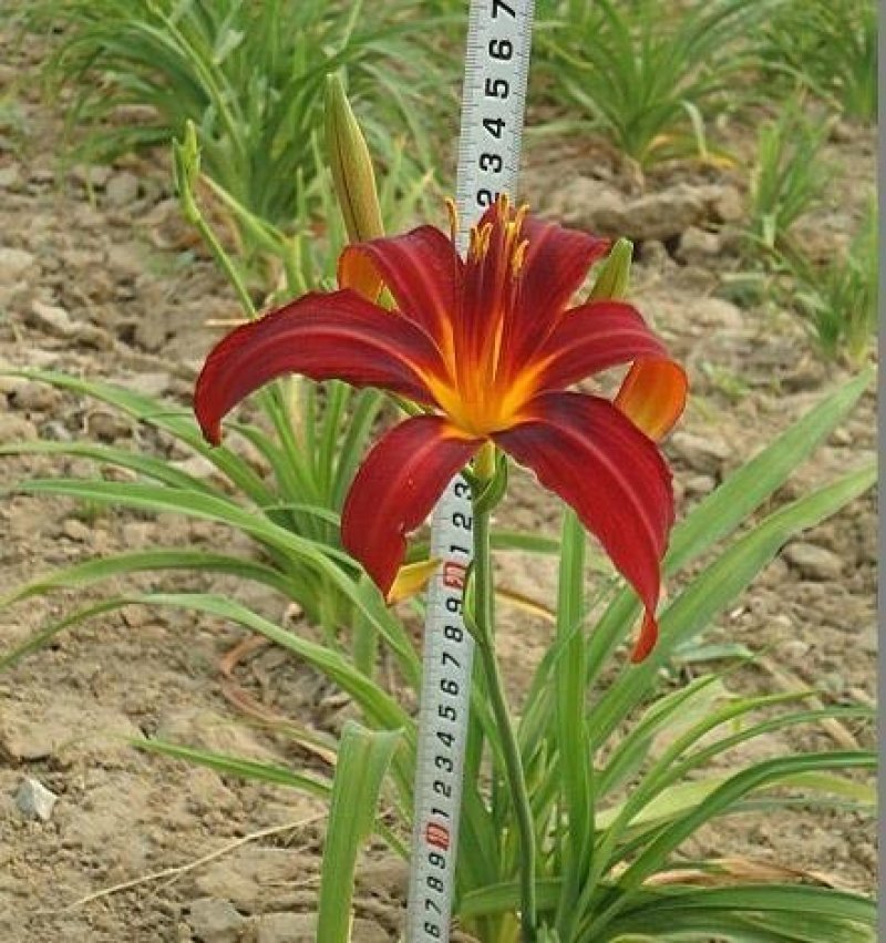 辽宁开原红宝石萱草小苗红百合红娃娃萱草杯苗繁育基地