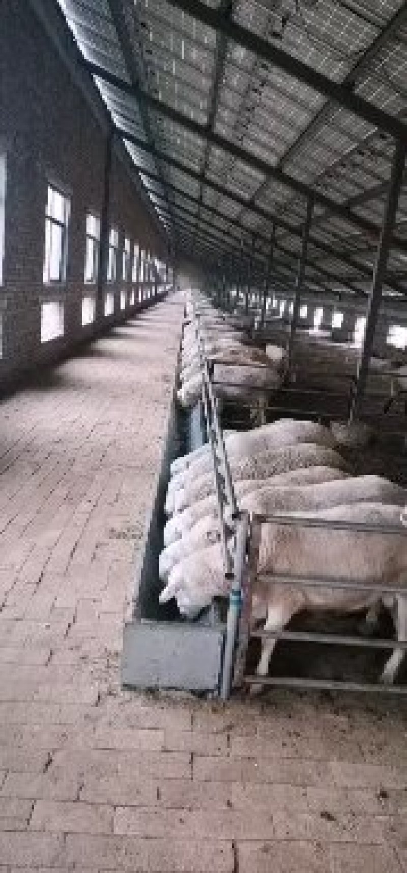 头胎怀孕杜泊羊可视频挑选看羊谈价货到付款
