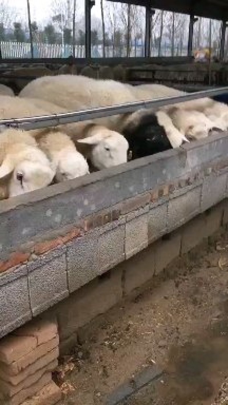 头胎怀孕杜泊羊可视频挑选看羊谈价货到付款