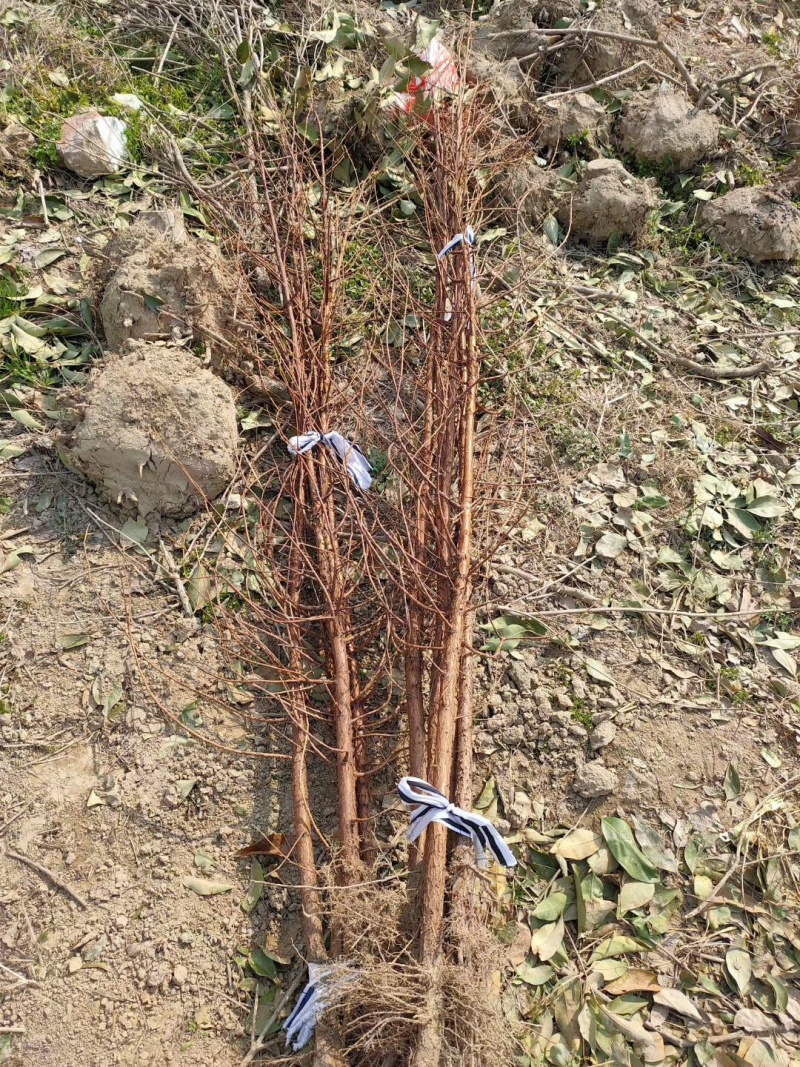 水杉落羽杉中山杉规格齐全保证质量代发全国