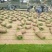 辽宁开原草坪繁育基地规格齐全价格合理质量保证全国发货