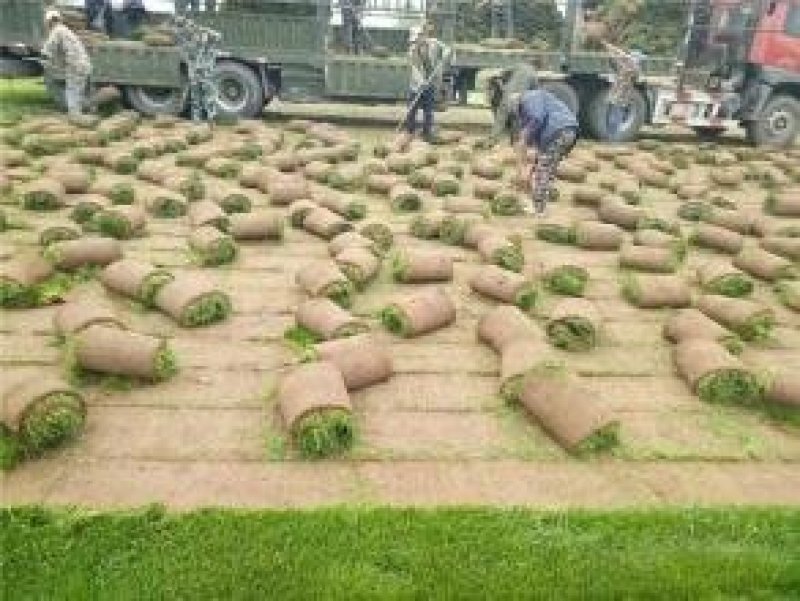 辽宁开原草坪繁育基地规格齐全价格合理质量保证全国发货