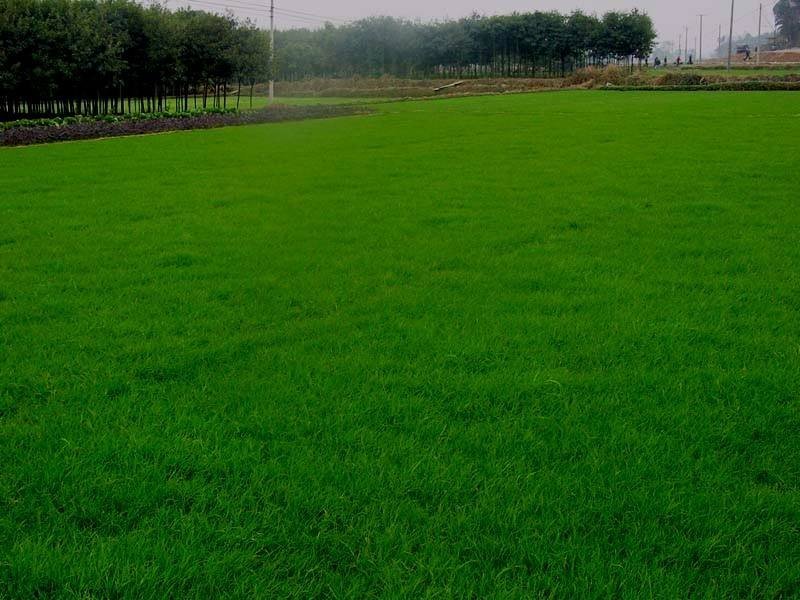 辽宁开原草坪繁育基地规格齐全价格合理质量保证全国发货