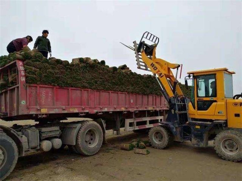 辽宁开原草坪繁育基地规格齐全价格合理质量保证全国发货