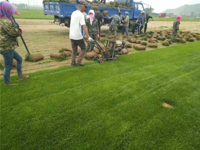 辽宁开原草坪繁育基地规格齐全价格合理质量保证全国发货
