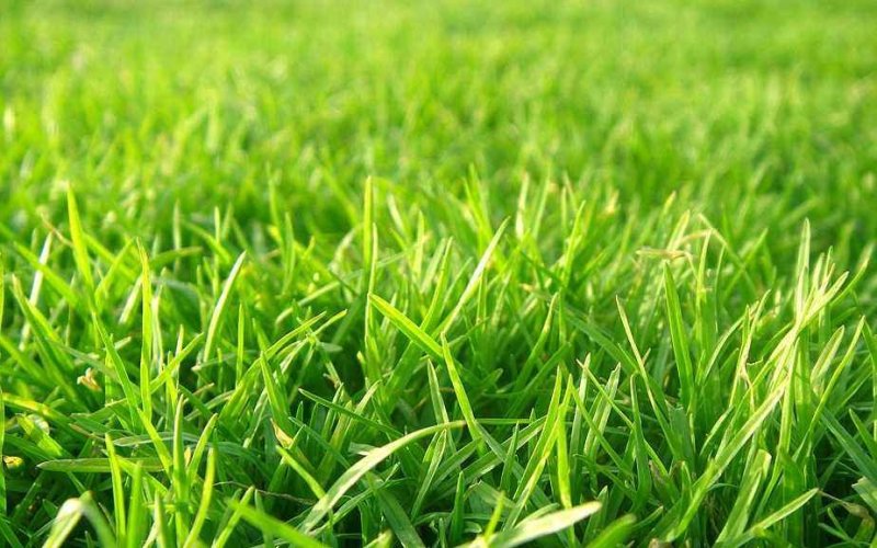 辽宁开原草坪繁育基地规格齐全价格合理质量保证全国发货