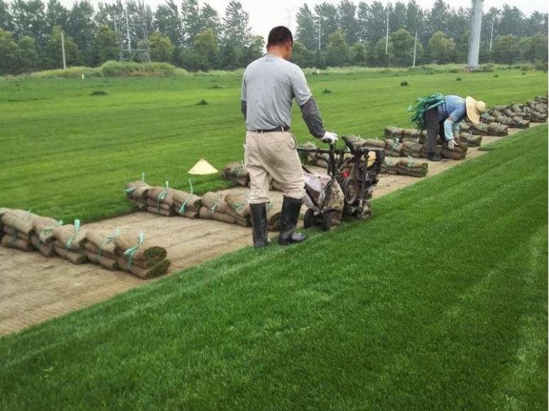 辽宁开原草坪繁育基地规格齐全价格合理质量保证全国发货
