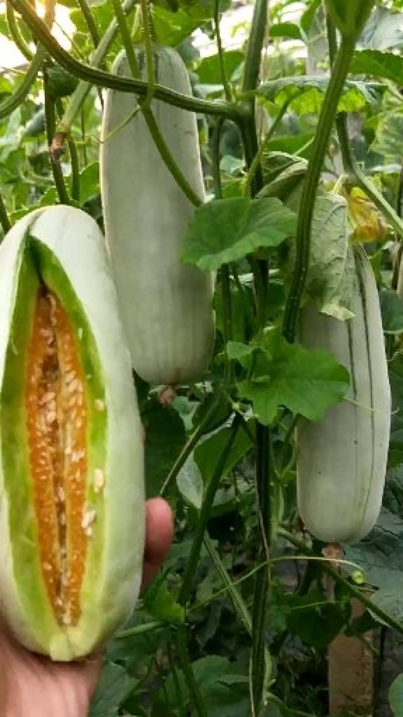 正宗博洋61/红瓤绿肉/口感香甜/电商一件代发/超市专供