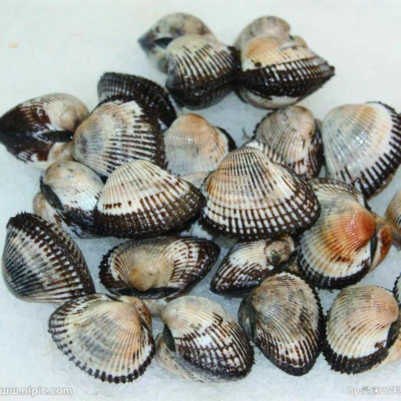 鲜活毛蛤蜊毛蚶毛哈鲜活蛤蜊