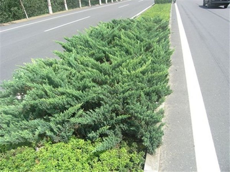 辽宁开原沙地柏小苗营养杯苗工程苗繁育基地