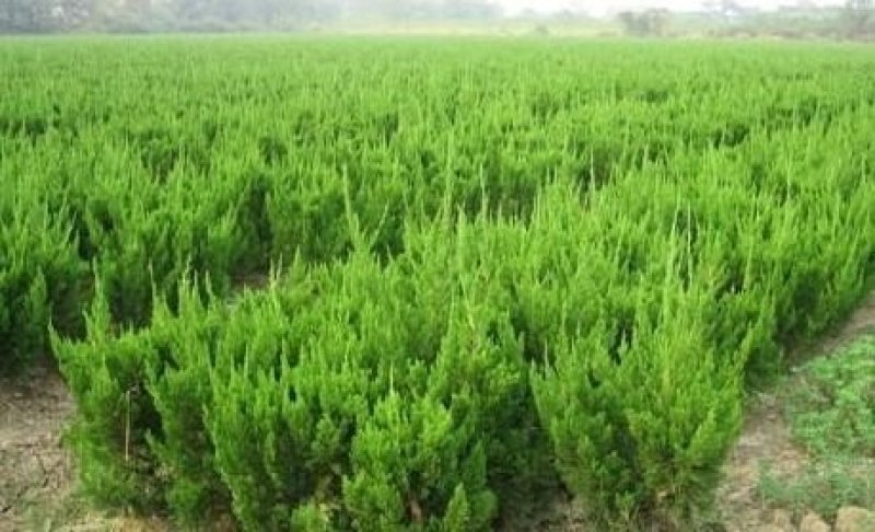 辽宁开原沙地柏小苗营养杯苗工程苗繁育基地