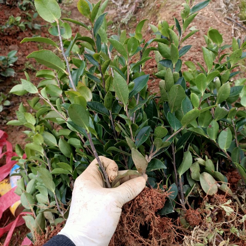 茶梅小苗茶梅色块苗园林工程苗绿化小苗