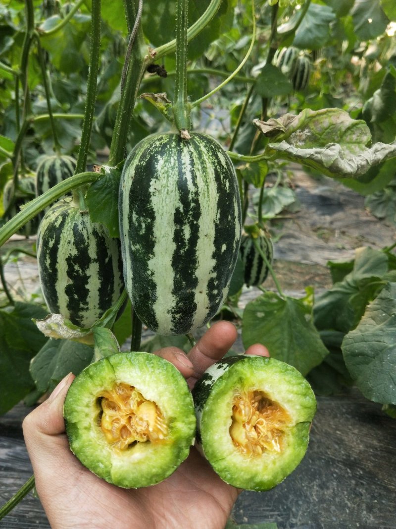 博洋9号/香甜可口/色泽好个头匀/电商一件代发/超市专供