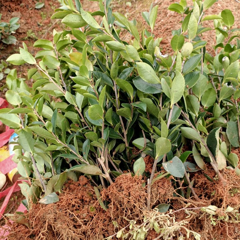 茶梅小苗茶梅色块苗园林工程苗绿化小苗