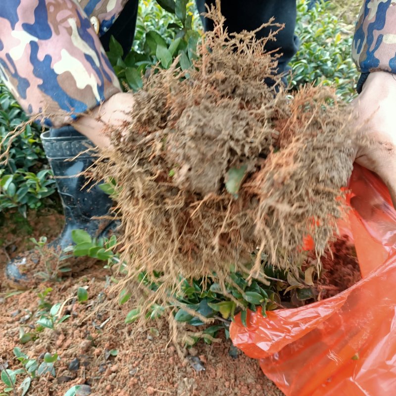 茶梅小苗茶梅色块苗园林工程苗绿化小苗