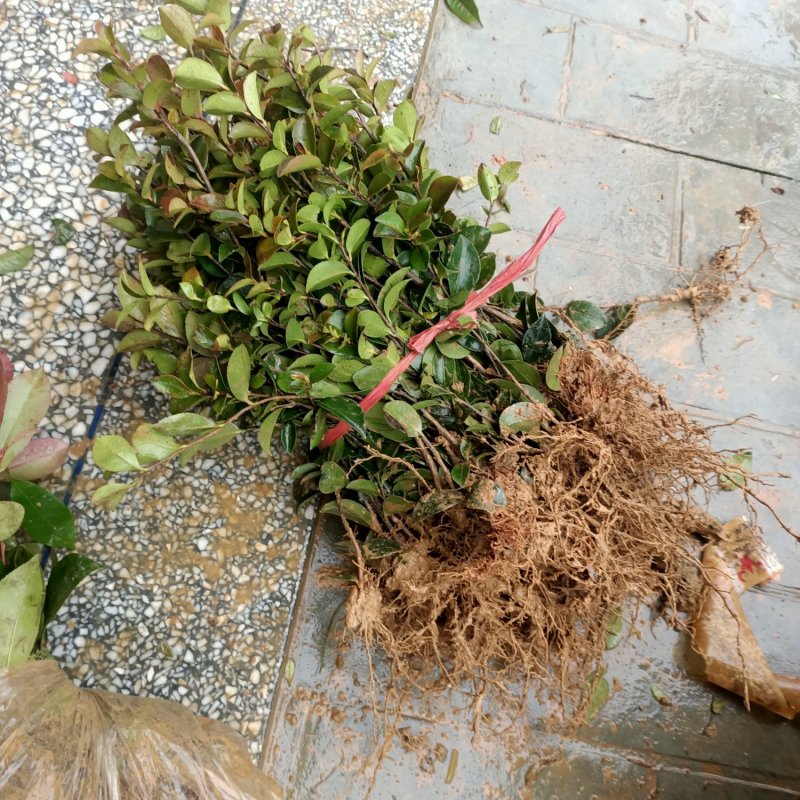 茶梅小苗茶梅色块苗园林工程苗绿化小苗