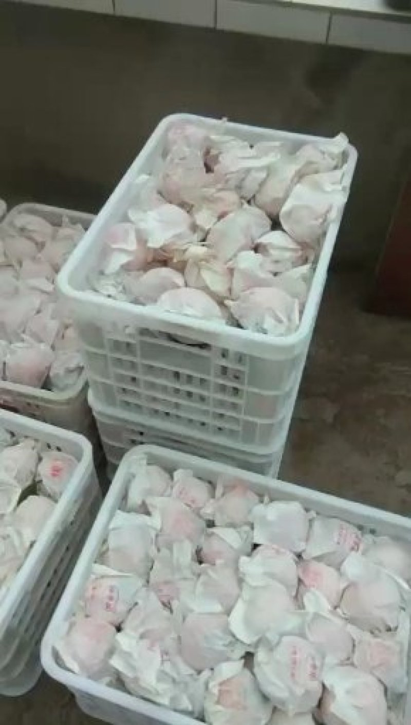 不知火原树下，现摘商品果