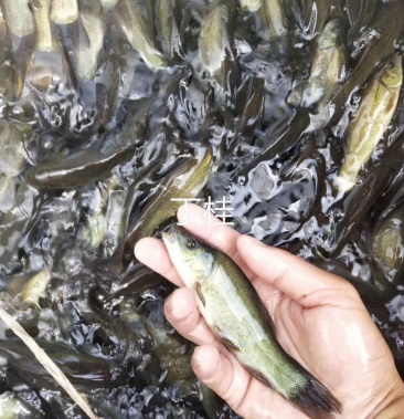 【各种优质鱼苗】 丁桂鱼翘嘴鱼台湾泥鳅各种鲶鱼