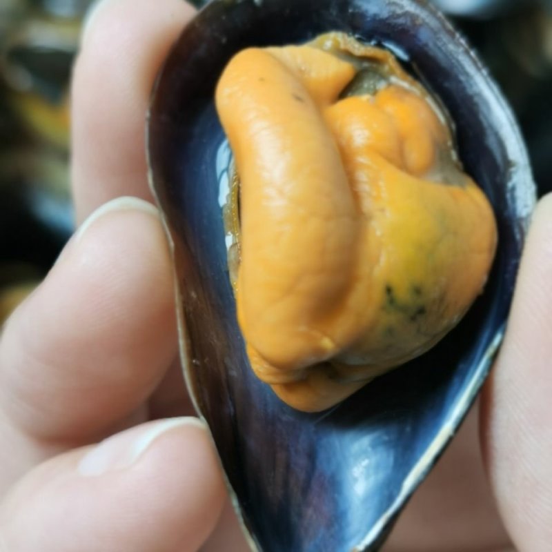 鲜活海虹青口贝新鲜贝类淡菜贻贝