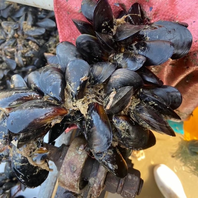 鲜活海虹青口贝新鲜贝类淡菜贻贝