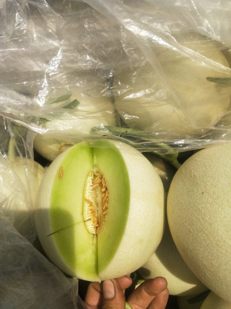 玉菇甜瓜/清爽可口/色泽好个头匀/电商一件代发/超市专供