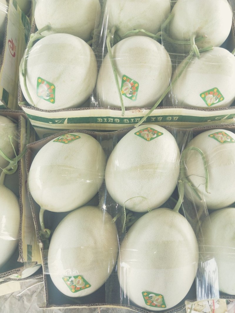 玉菇甜瓜/清爽可口/色泽好个头匀/电商一件代发/超市专供