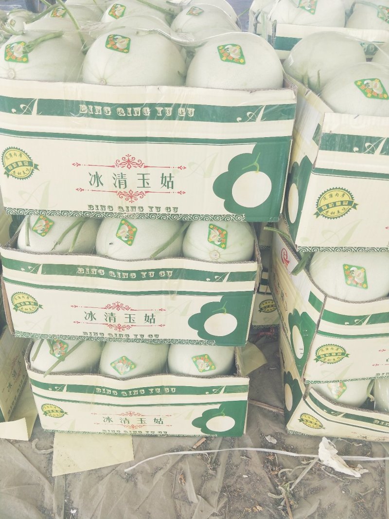 玉菇甜瓜/清爽可口/色泽好个头匀/电商一件代发/超市专供