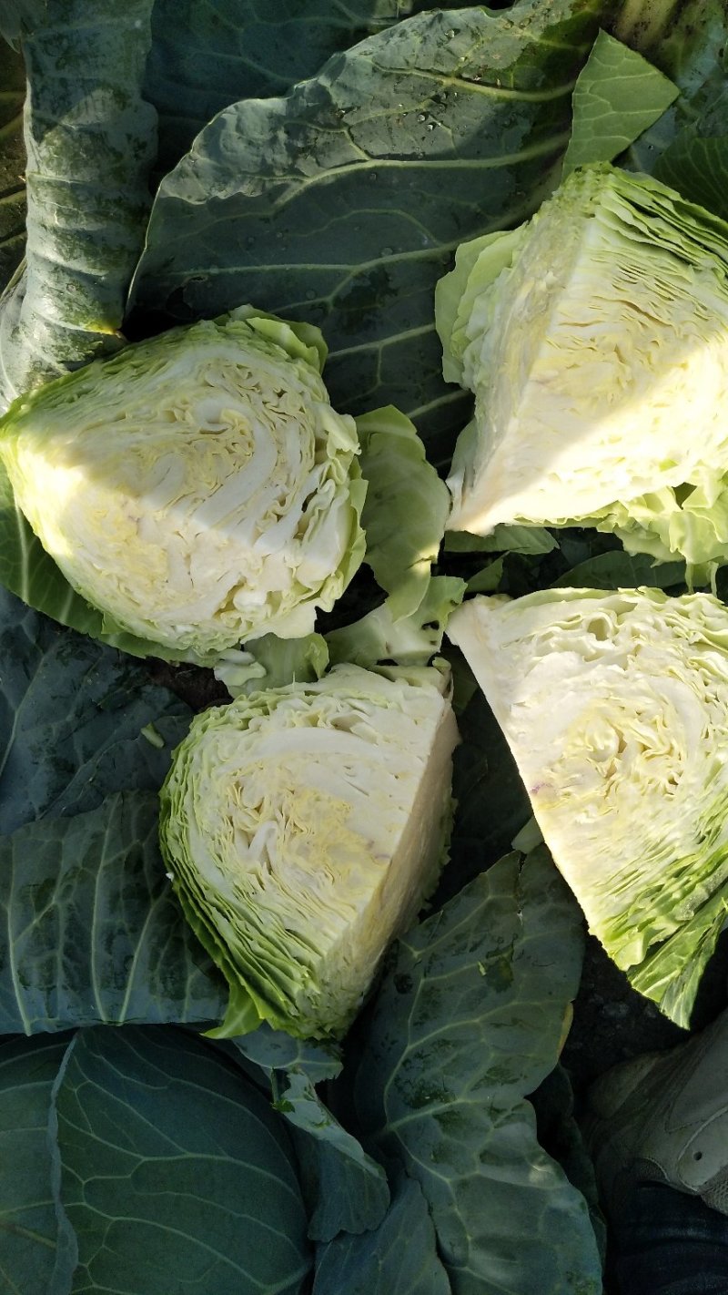 圆包菜，奥奇娜扁包菜市场货工厂货规格齐全货源充足