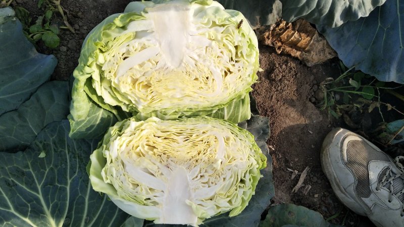 圆包菜，奥奇娜扁包菜市场货工厂货规格齐全货源充足